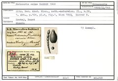 Karteikarte zum Syntyp von Nodosaria exima Karrer, 1868